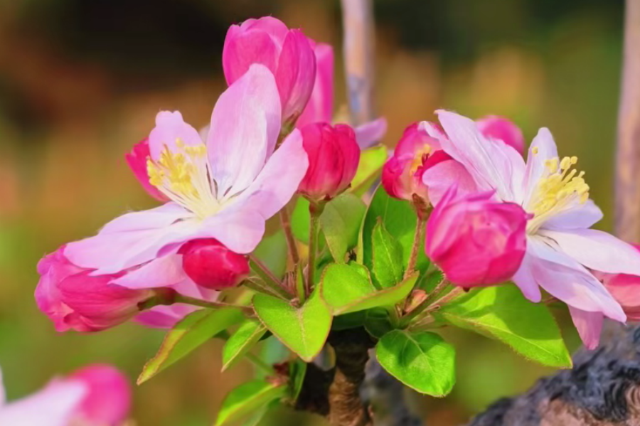 济钢：花开春意浓 逐梦向苍穹