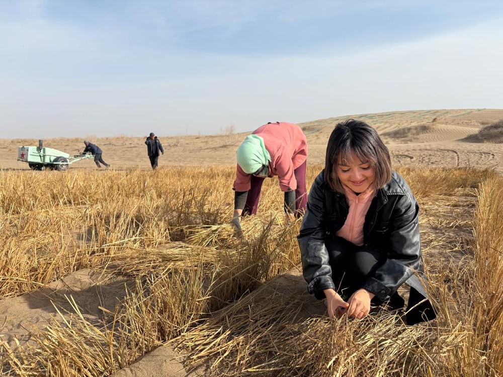 春风为信，万千志愿者植绿河西走廊