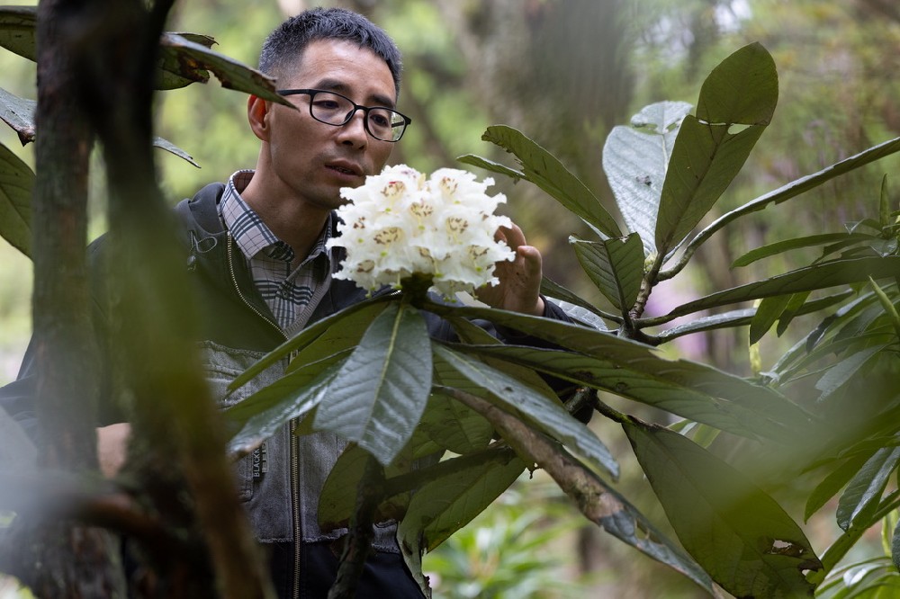 四川都江堰：人工培育29年的珍贵高山杜鹃首次开花