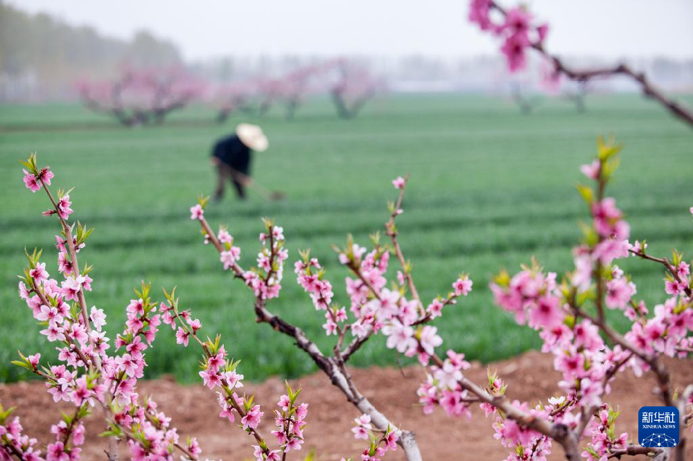 人勤春来早 田野绘新图