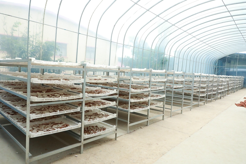 在白沙黎族自治县青松乡南药分拣中心，虎乳灵芝被放置在架子上整齐地晾晒。白沙融媒体中心李亚萍摄影