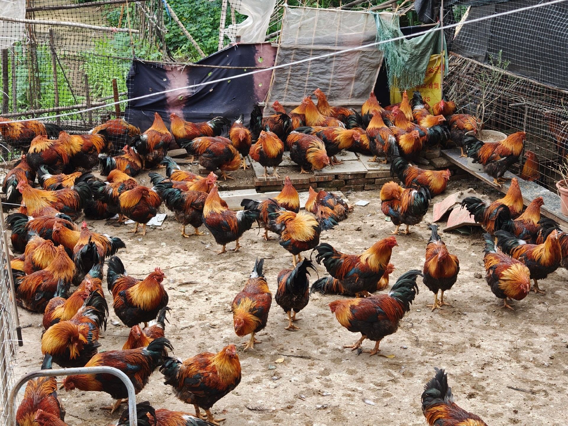 图为莫氏鸡煲小院内的土鸡。人民网记者 王雅蝶摄