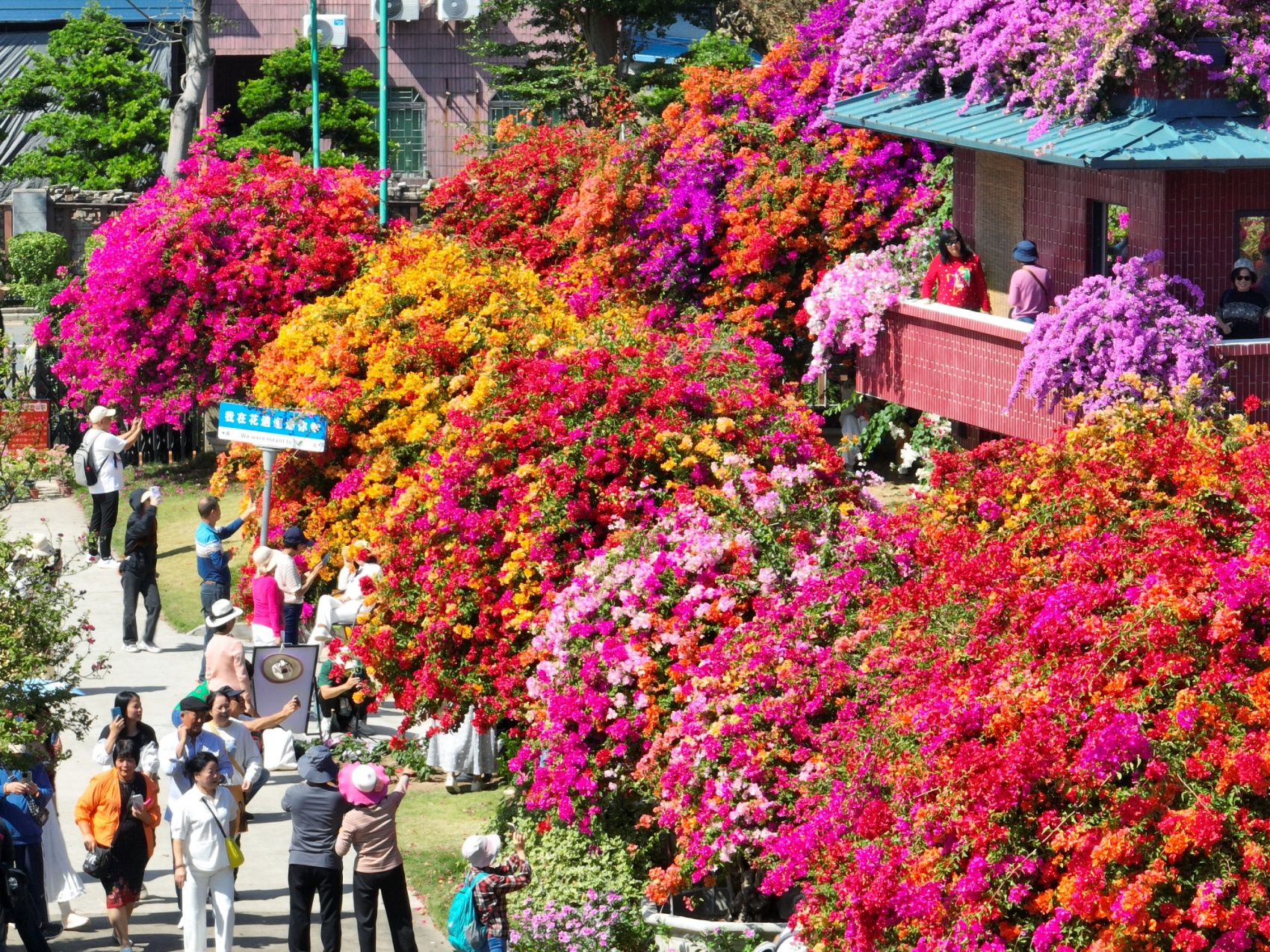 图为陈村花卉世界风光，赏心悦目。陈村镇宣教办供图