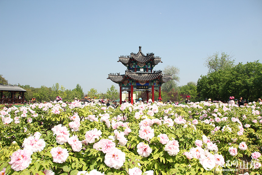 在菏泽市曹州牡丹园内,牡丹花竞相绽放。人民网记者 宋翠摄