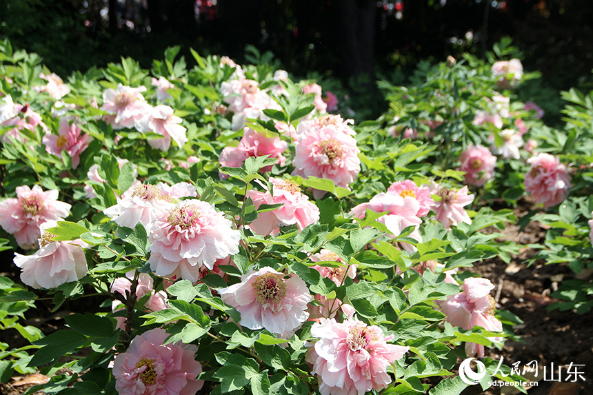 在菏泽市曹州牡丹园内,牡丹花迎来盛放。人民网记者 宋翠摄