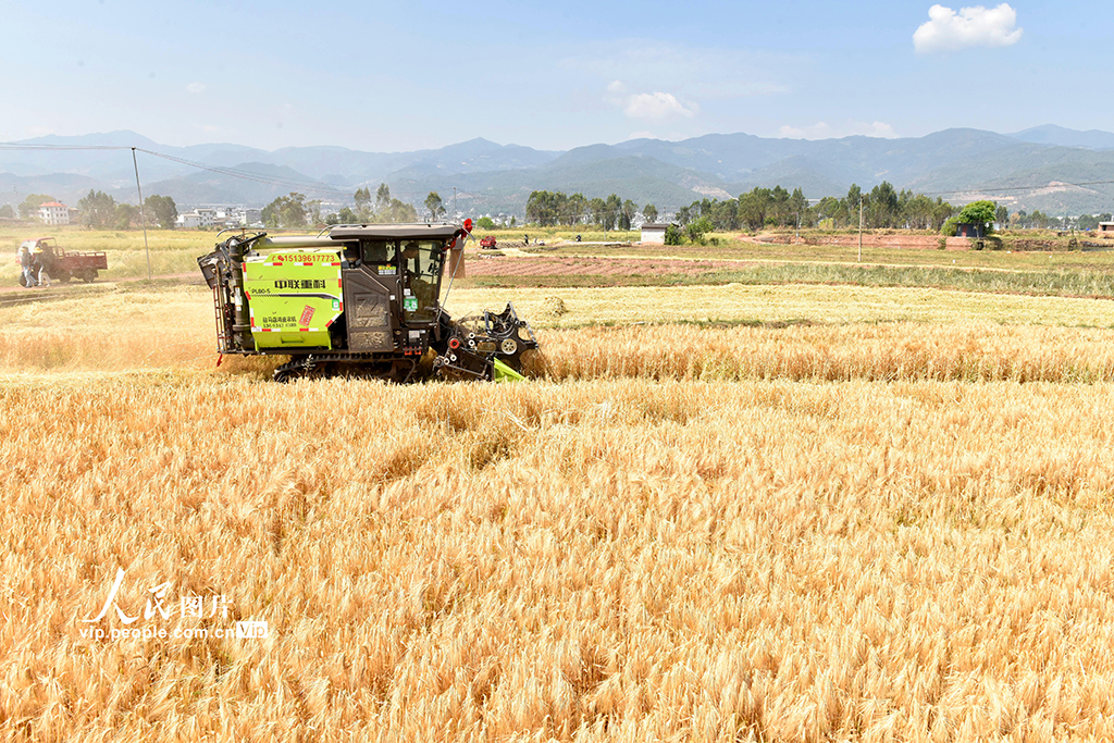 云南巍山：抢收大麦