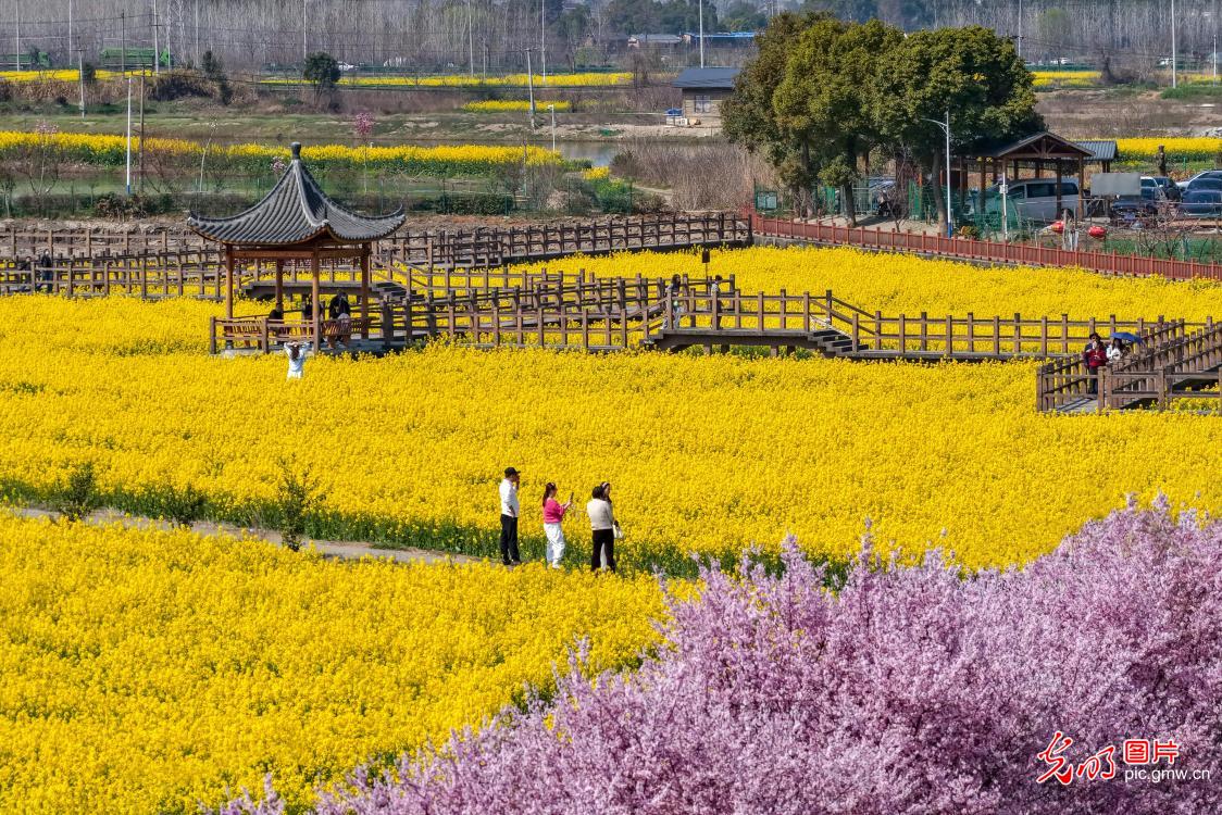 踏青赏花 乐享春光