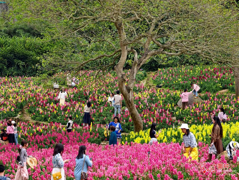 踏青赏花 乐享春光